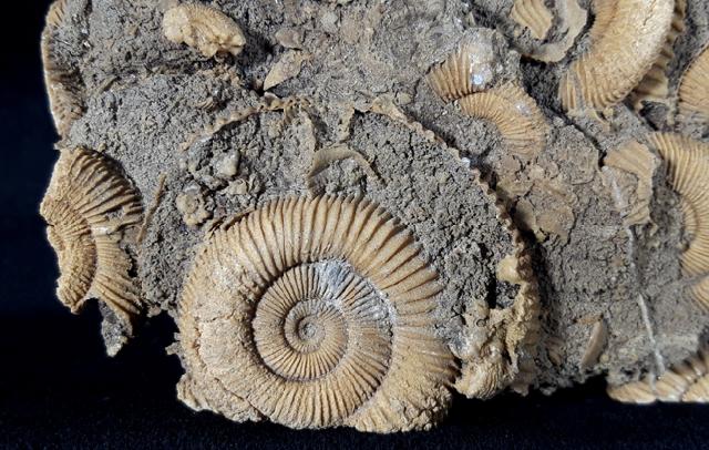 Dactylioceras athleticum (SIMPSON 1855) - Bild &copy; FossNet FossilienStore